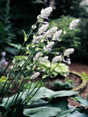 Hosta Nakaimo